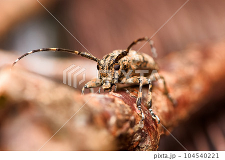 カミキリムシ キボシカミキリ 髪切虫 104540221