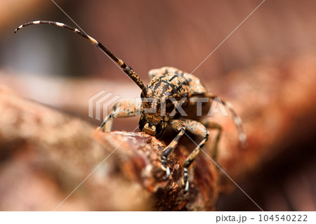 カミキリムシ キボシカミキリ 髪切虫 104540222