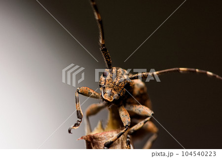 カミキリムシ キボシカミキリ 髪切虫 104540223