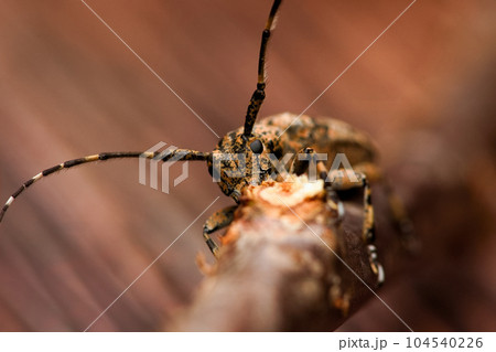 カミキリムシ キボシカミキリ 髪切虫 104540226