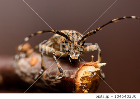 カミキリムシ キボシカミキリ 髪切虫 104540230