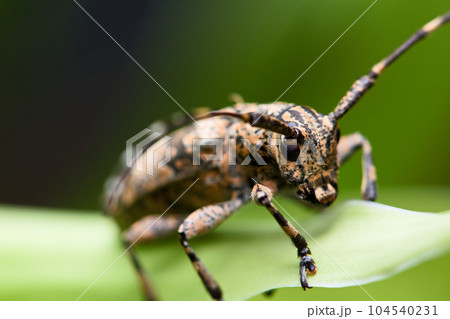 カミキリムシ キボシカミキリ 髪切虫 104540231