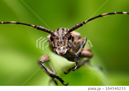 カミキリムシ キボシカミキリ 髪切虫 104540233