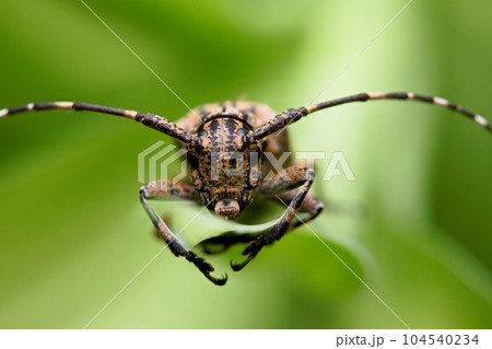 カミキリムシ キボシカミキリ 髪切虫 104540234