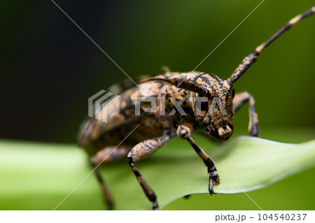 カミキリムシ キボシカミキリ 髪切虫 104540237