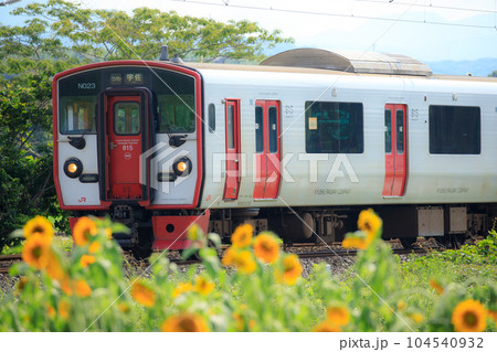 ひまわりのそばを通過する815系電車(JR九州) ひまわりのそばを通過する815系電車(JR九州) 104540932