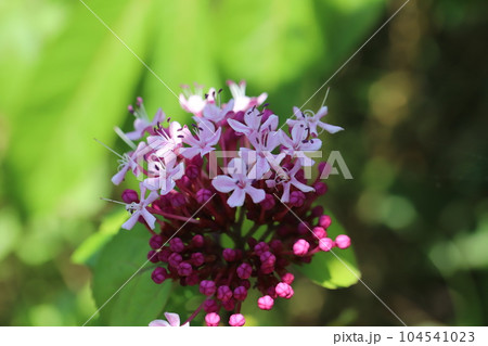 初夏の庭に咲くボタンクサギのピンク色の花 104541023