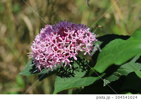 初夏の庭に咲くボタンクサギのピンク色の花 初夏の庭に咲くボタンクサギのピンク色の花 104541024