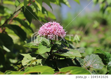 初夏の庭に咲くボタンクサギのピンク色の花 初夏の庭に咲くボタンクサギのピンク色の花 104541026