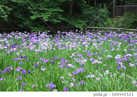 生田緑地菖蒲園 104541521