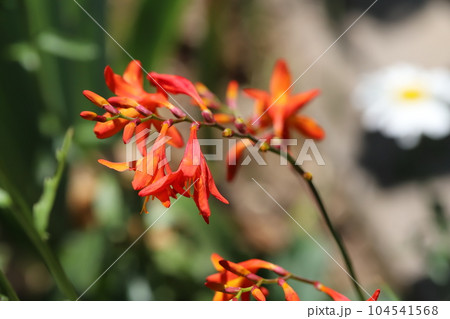 初夏の庭に咲くヒメヒオウギズイセンの朱色の花 104541568