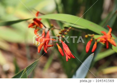 初夏の庭に咲くヒメヒオウギズイセンの朱色の花 初夏の庭に咲くヒメヒオウギズイセンの朱色の花 104541569