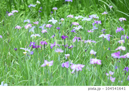 生田緑地菖蒲園 104541641