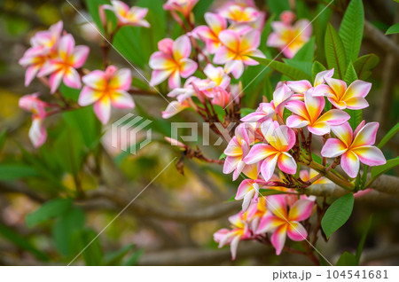 Frangipani (or Plumeria flower) flowers blooming in the nature. 104541681
