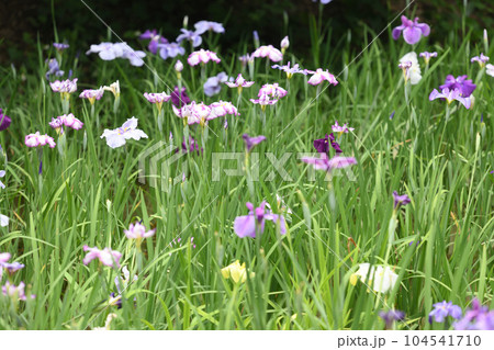 生田緑地菖蒲園 生田緑地菖蒲園 104541710