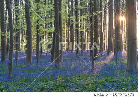 Sunrise illuminating bluebells Sunrise illuminating bluebells 104541778