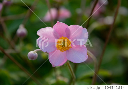 ピンクの秋の花　シュウメイギク 104541814