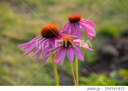 秋の庭に咲くピンクの花　ムラサキバレンギク 104541815