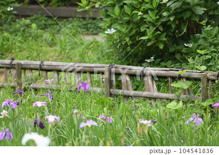 生田緑地菖蒲園 104541836