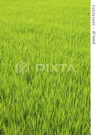稲　田園　田んぼ 104542051