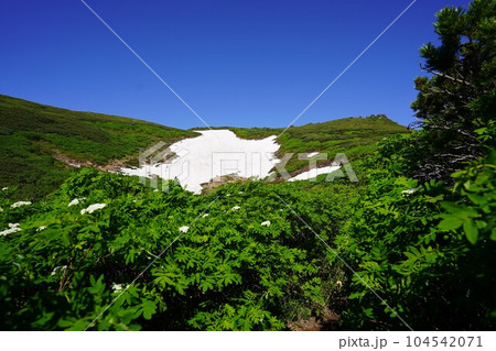 ウラジロナナカマドと雪渓 104542071