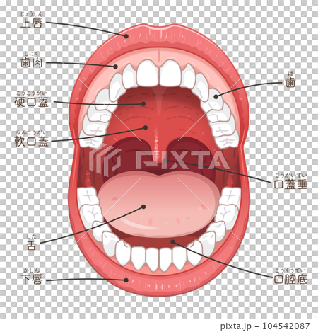 Illustration of oral cavity, lips, teeth and tongue 104542087