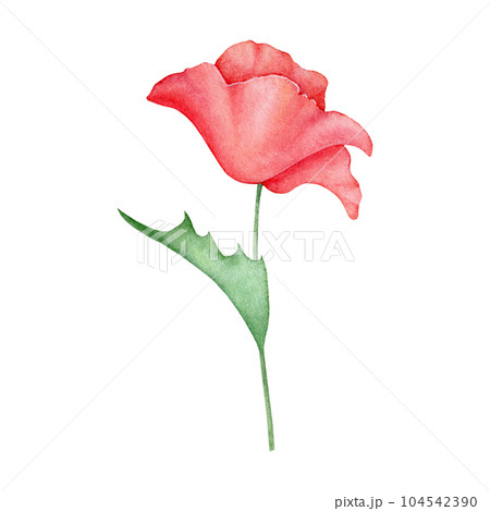 Watercolor red poppy flower isolated on background. Blooming bright scarlet head with green leaf. Hand drawn illustration of wild field flora for greeting card, wedding invitation, pack, stationary Watercolor red poppy flower isolated on background. Blooming bright scarlet head with green leaf. Hand drawn illustration of wild field flora for greeting card, wedding invitation, pack, stationary 104542390