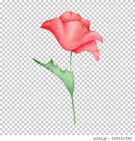 Watercolor red poppy flower isolated on background. Blooming bright scarlet head with green leaf. Hand drawn illustration of wild field flora for greeting card, wedding invitation, pack, stationary Watercolor red poppy flower isolated on background. Blooming bright scarlet head with green leaf. Hand drawn illustration of wild field flora for greeting card, wedding invitation, pack, stationary 104542390