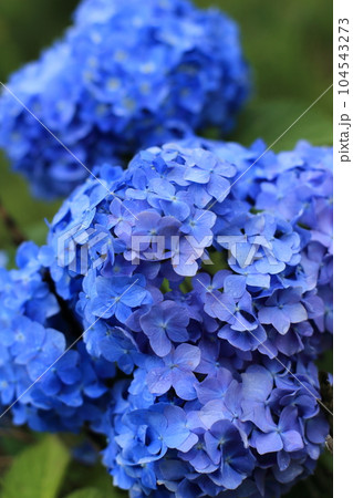 紫陽花 104543273