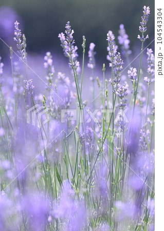 ラベンダー 104543304