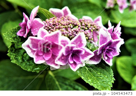 紫色のガクアジサイ 紫色のガクアジサイ 104543473