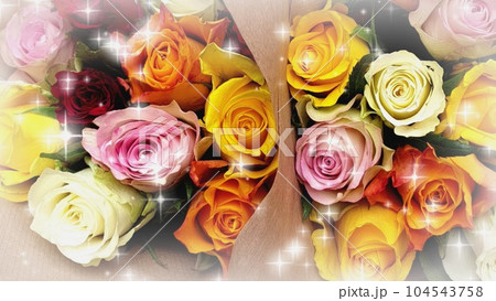 Multicolor rose flowers summer roses 104543758