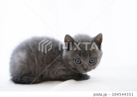 シャルトリューの子猫 シャルトリューの子猫 104544351