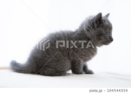 シャルトリューの子猫 シャルトリューの子猫 104544354