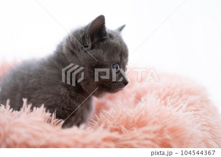 シャルトリューの子猫 104544367