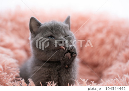 シャルトリューの子猫 シャルトリューの子猫 104544442