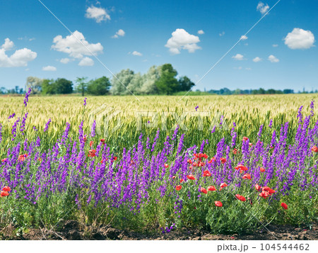 Beautiful summer field. Beautiful summer field. 104544462