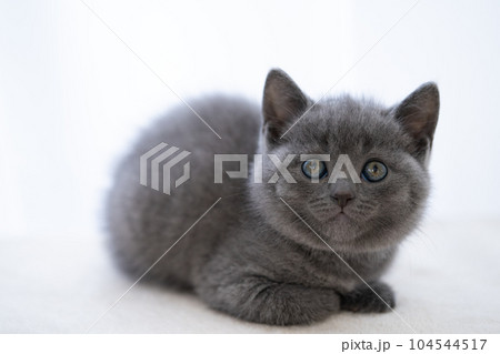 シャルトリューの子猫 シャルトリューの子猫 104544517