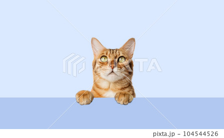 Red cat peeks curiously from behind a blue background 104544526