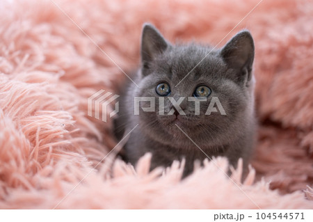シャルトリューの子猫 シャルトリューの子猫 104544571