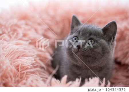 シャルトリューの子猫 シャルトリューの子猫 104544572