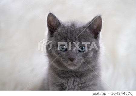 シャルトリューの子猫 104544576