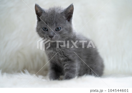 シャルトリューの子猫 シャルトリューの子猫 104544601