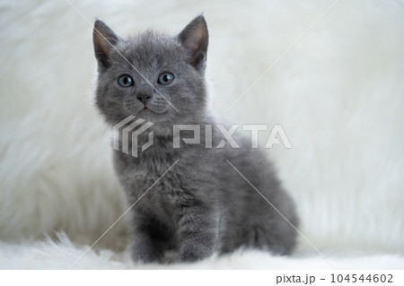 シャルトリューの子猫 シャルトリューの子猫 104544602