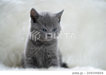 シャルトリューの子猫 シャルトリューの子猫 104544604