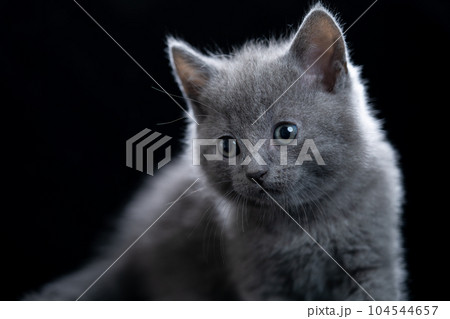 シャルトリューの子猫 シャルトリューの子猫 104544657