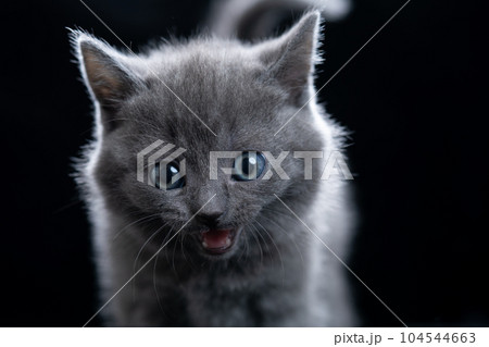 シャルトリューの子猫 シャルトリューの子猫 104544663