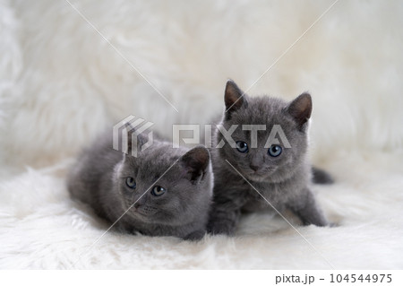 2匹のシャルトリューの子猫 2匹のシャルトリューの子猫 104544975