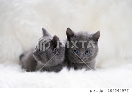 2匹のシャルトリューの子猫 2匹のシャルトリューの子猫 104544977