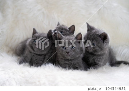 4匹のシャルトリューの子猫 4匹のシャルトリューの子猫 104544981